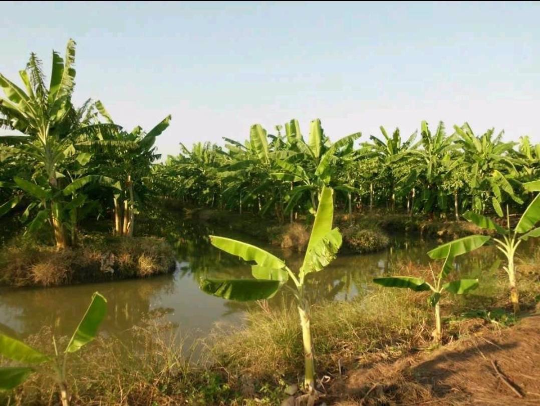 ขายที่ดิน-เนื้อที่-22-ไร่-54ตารางวา-ตำบลสายห้วยแก้ว-อำเภอบ้านหมี่-จังหวัดลพบุรี