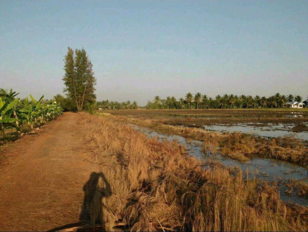 ขายที่ดิน-เนื้อที่-22-ไร่-54ตารางวา-ตำบลสายห้วยแก้ว-อำเภอบ้านหมี่-จังหวัดลพบุรี