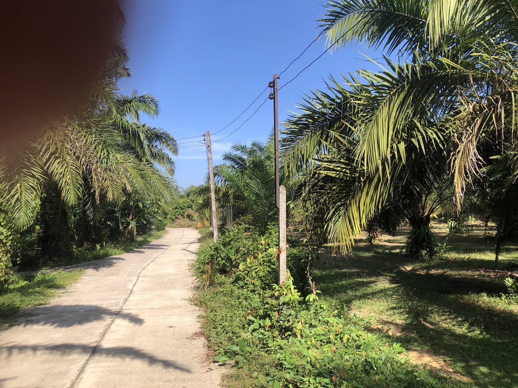 ที่สวย-ปลูกต้นปาล์มไว้แล้วจำนวน650-ต้น-เก็บผลผลิตไดัเลย-เกลี่ยที่ไว้สวยงาม