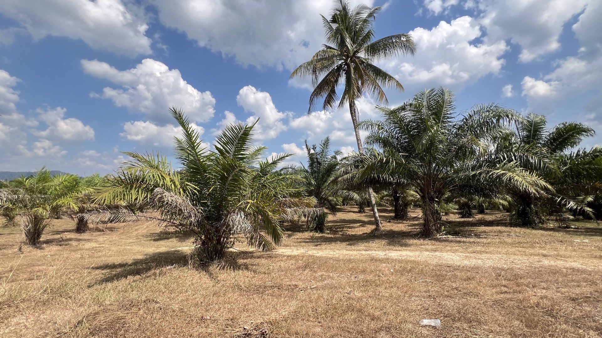 ที่สวย-ปลูกต้นปาล์มไว้แล้วจำนวน650-ต้น-เก็บผลผลิตไดัเลย-เกลี่ยที่ไว้สวยงาม