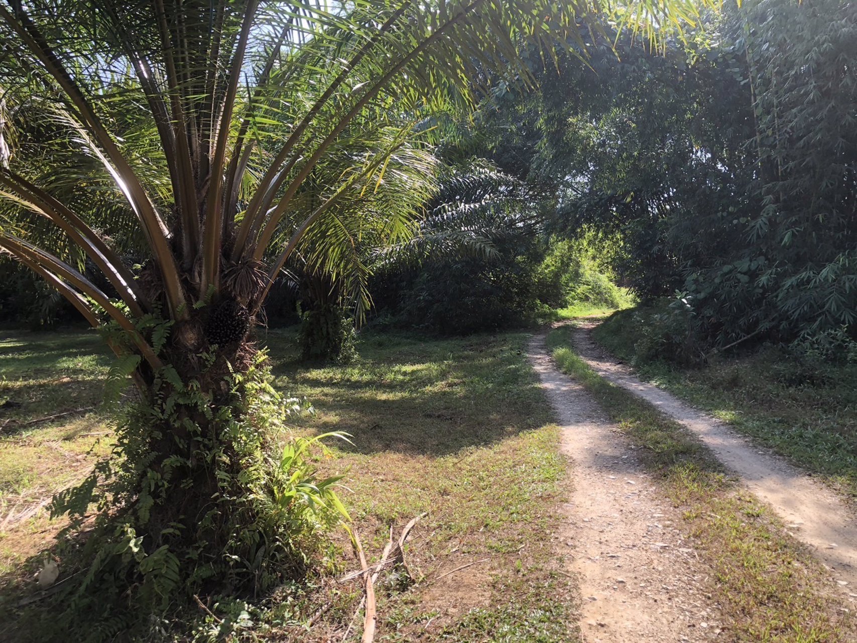 ที่สวย-ปลูกต้นปาล์มไว้แล้วจำนวน650-ต้น-เก็บผลผลิตไดัเลย-เกลี่ยที่ไว้สวยงาม