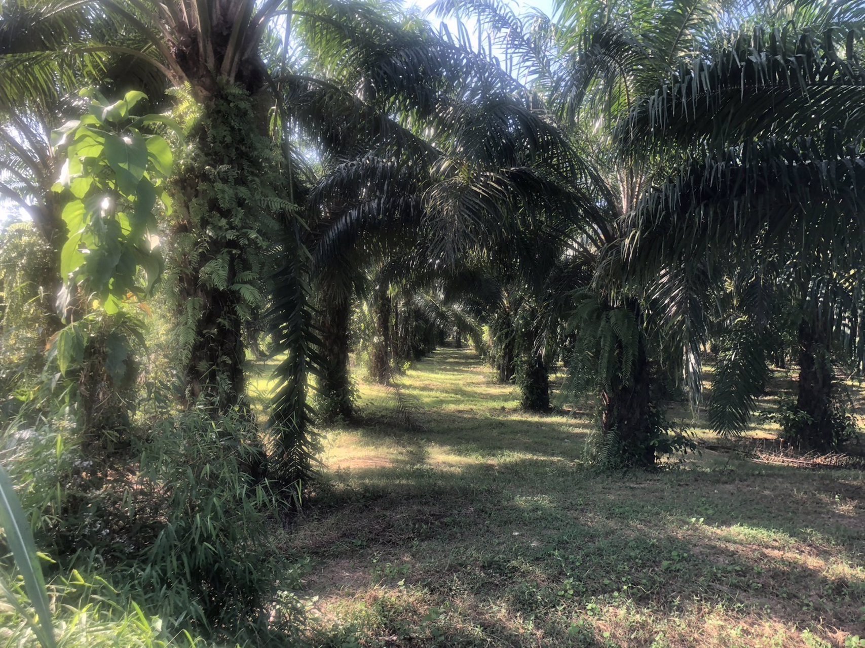 ที่สวย-ปลูกต้นปาล์มไว้แล้วจำนวน650-ต้น-เก็บผลผลิตไดัเลย-เกลี่ยที่ไว้สวยงาม