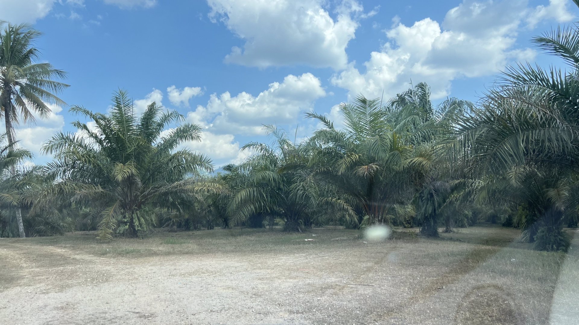 ที่สวย-ปลูกต้นปาล์มไว้แล้วจำนวน650-ต้น-เก็บผลผลิตไดัเลย-เกลี่ยที่ไว้สวยงาม