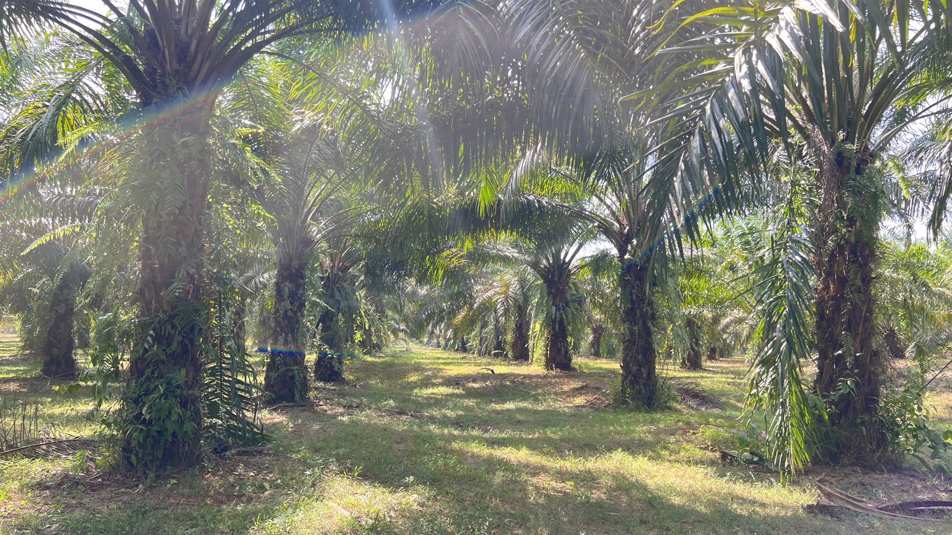 ที่สวย-ปลูกต้นปาล์มไว้แล้วจำนวน650-ต้น-เก็บผลผลิตไดัเลย-เกลี่ยที่ไว้สวยงาม