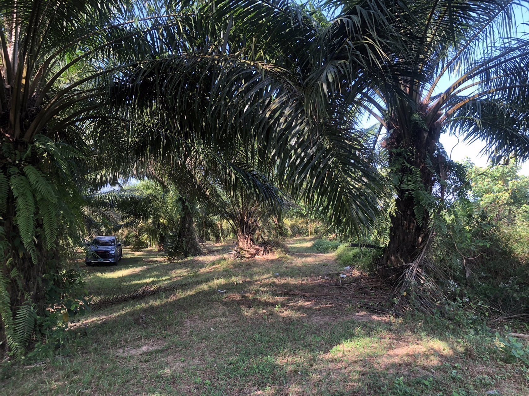 ที่สวย-ปลูกต้นปาล์มไว้แล้วจำนวน650-ต้น-เก็บผลผลิตไดัเลย-เกลี่ยที่ไว้สวยงาม