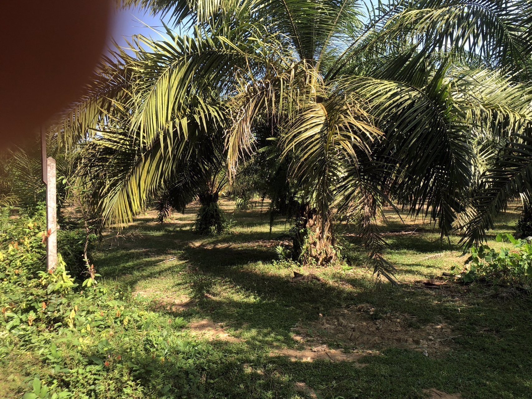 ที่สวย-ปลูกต้นปาล์มไว้แล้วจำนวน650-ต้น-เก็บผลผลิตไดัเลย-เกลี่ยที่ไว้สวยงาม