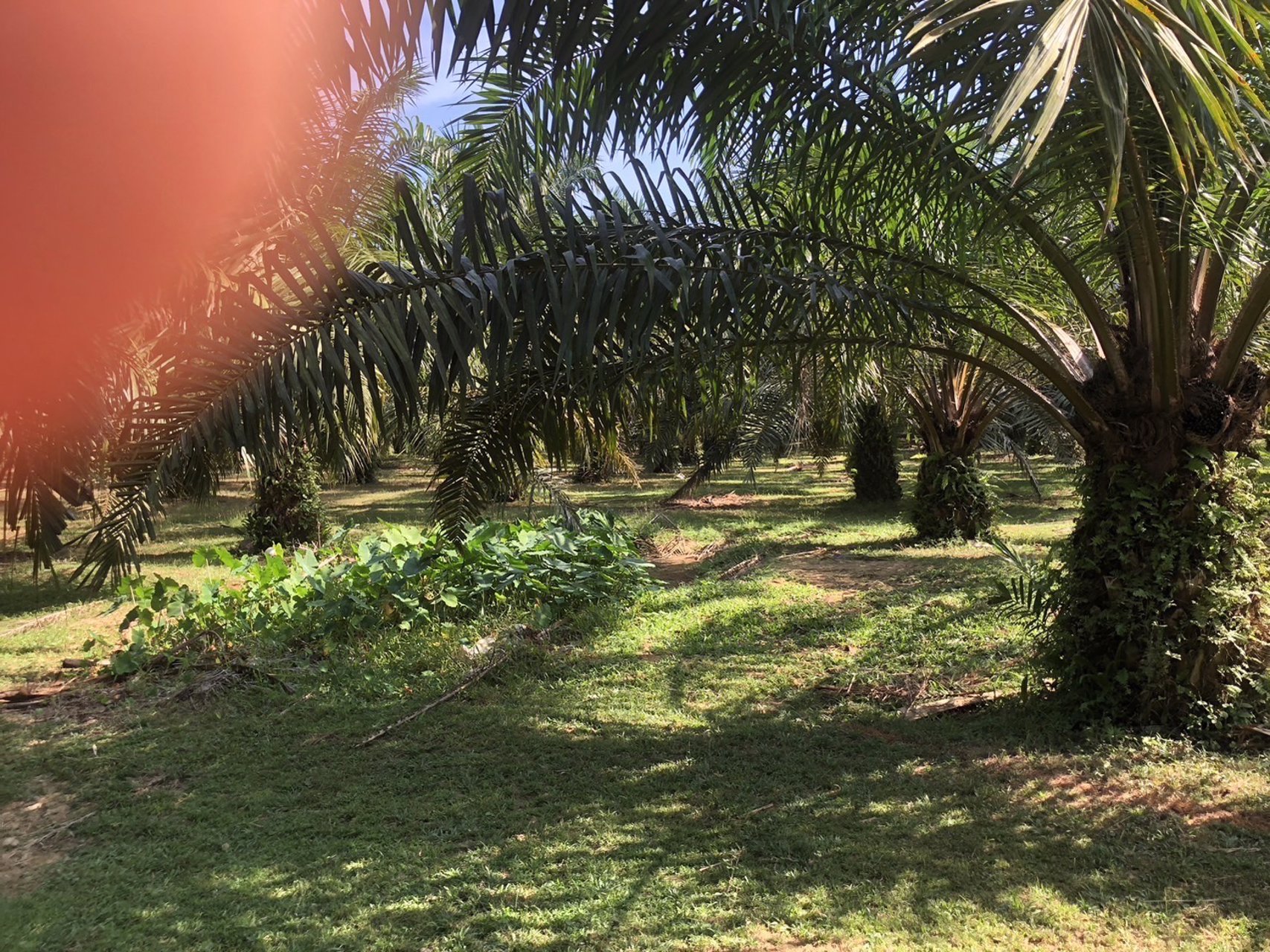 ที่สวย-ปลูกต้นปาล์มไว้แล้วจำนวน650-ต้น-เก็บผลผลิตไดัเลย-เกลี่ยที่ไว้สวยงาม