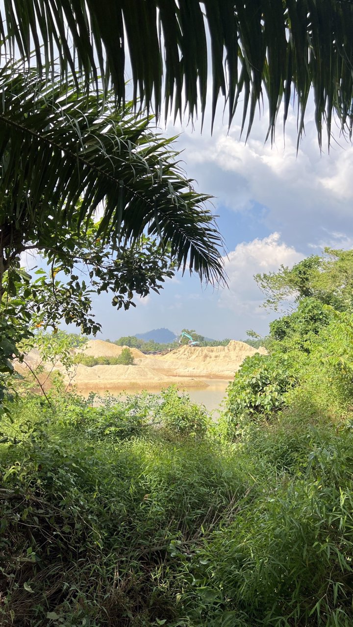 ที่สวย-ปลูกต้นปาล์มไว้แล้วจำนวน650-ต้น-เก็บผลผลิตไดัเลย-เกลี่ยที่ไว้สวยงาม