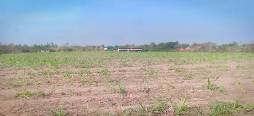 ขายที่ดิน-2-ไร่-ราคา-290000-บาท