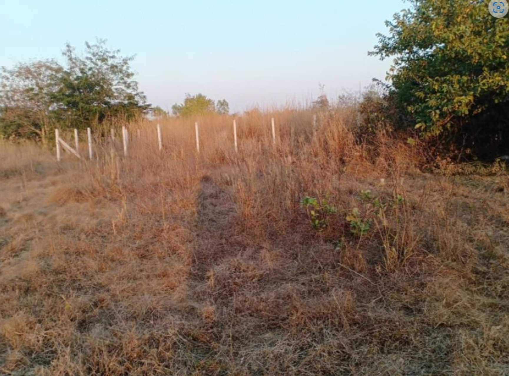 ขายที่ดิน-50-ตรวราคา-99000บาท-ผ่อนวัน100บาท-