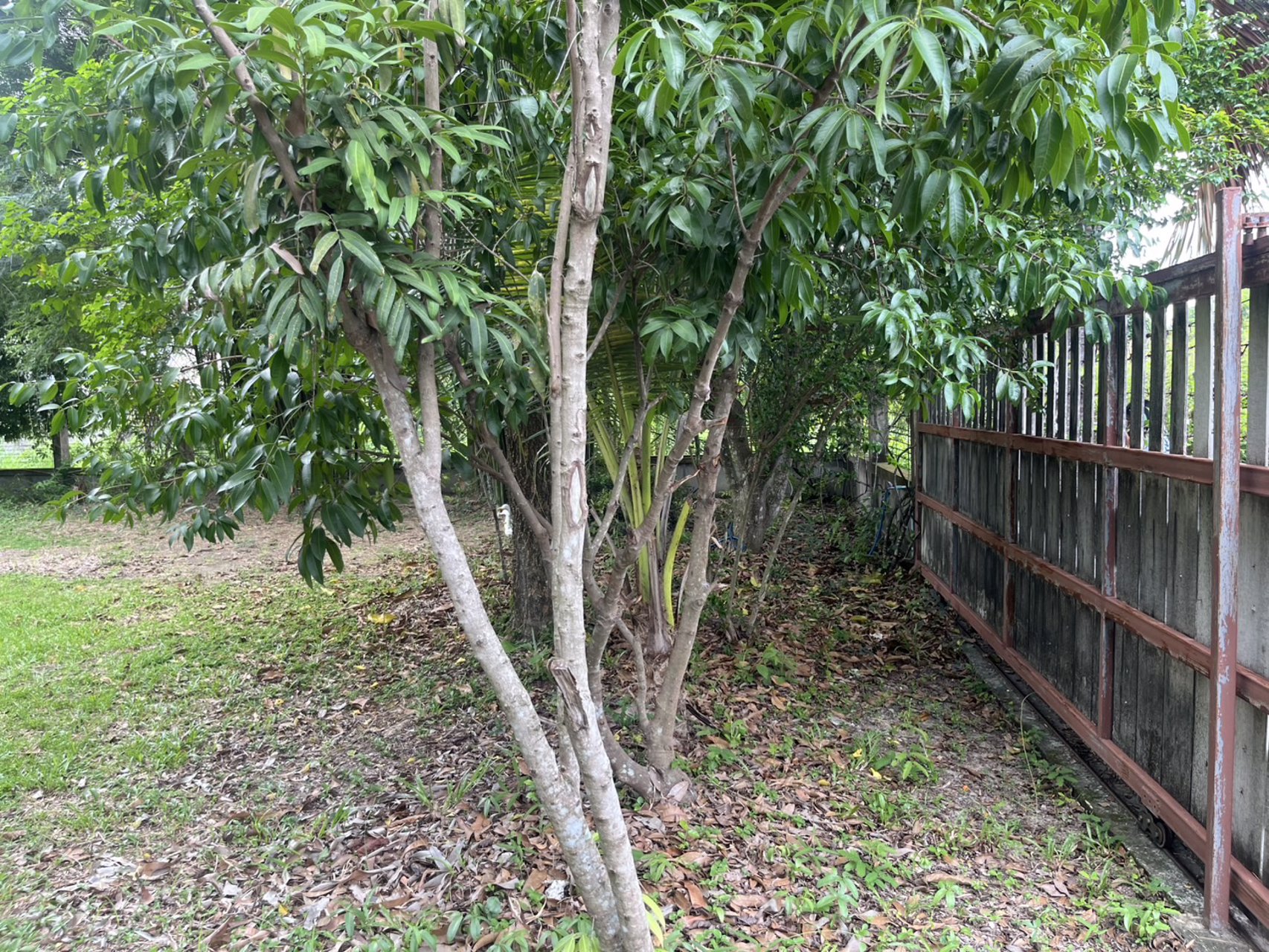 ขายบ้านสวนพร้อมเข้าอยู่-เนื้อที่-278-ตารางวา-มีโฉนด-ใกล้เมืองนครนายก