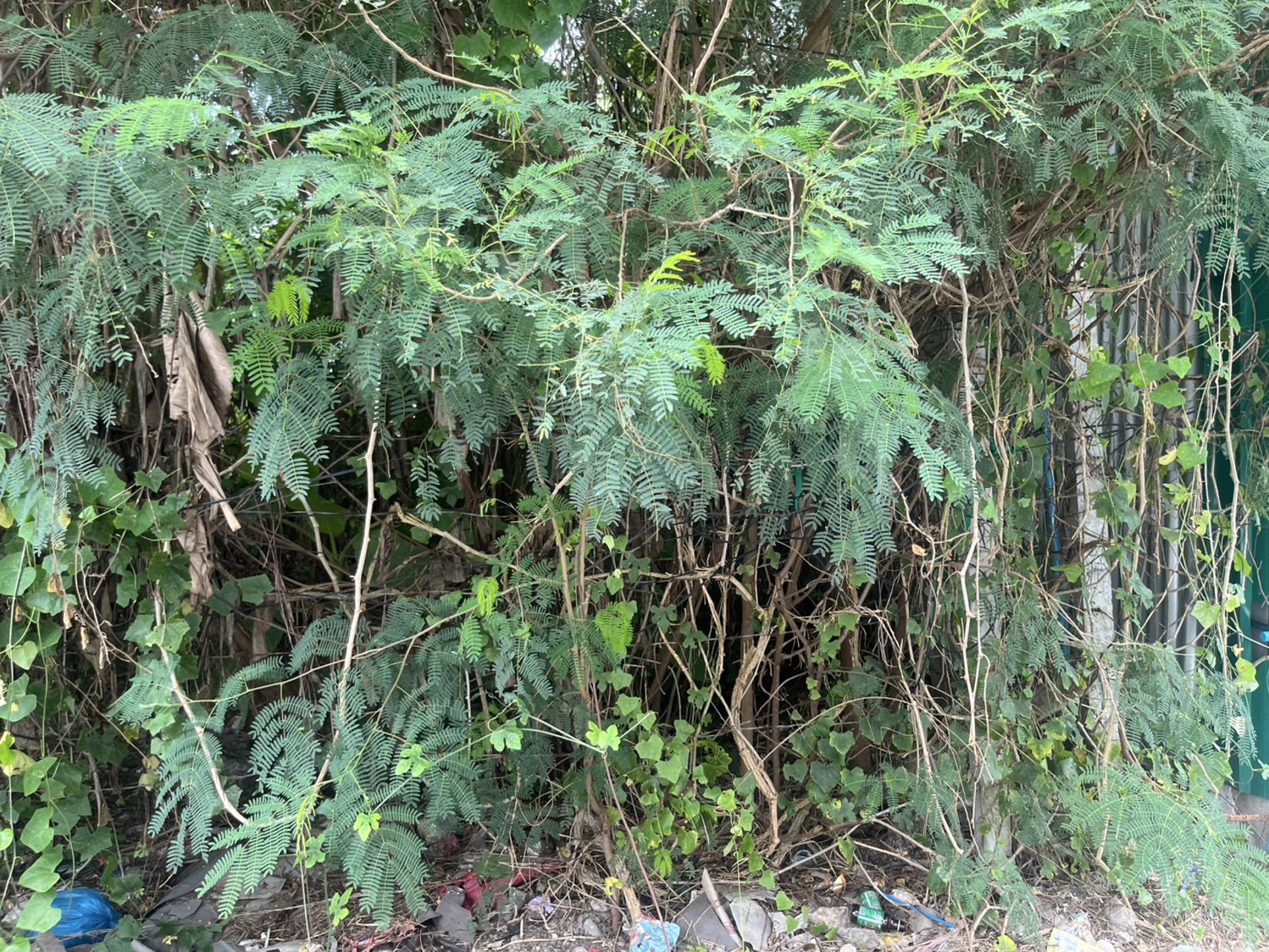 ขายที่ดิน-100-ตารางวา-ตบางศรีเมือง-อเมืองนครนายก-ห่างถนนราชพฤกษ์-110-ม