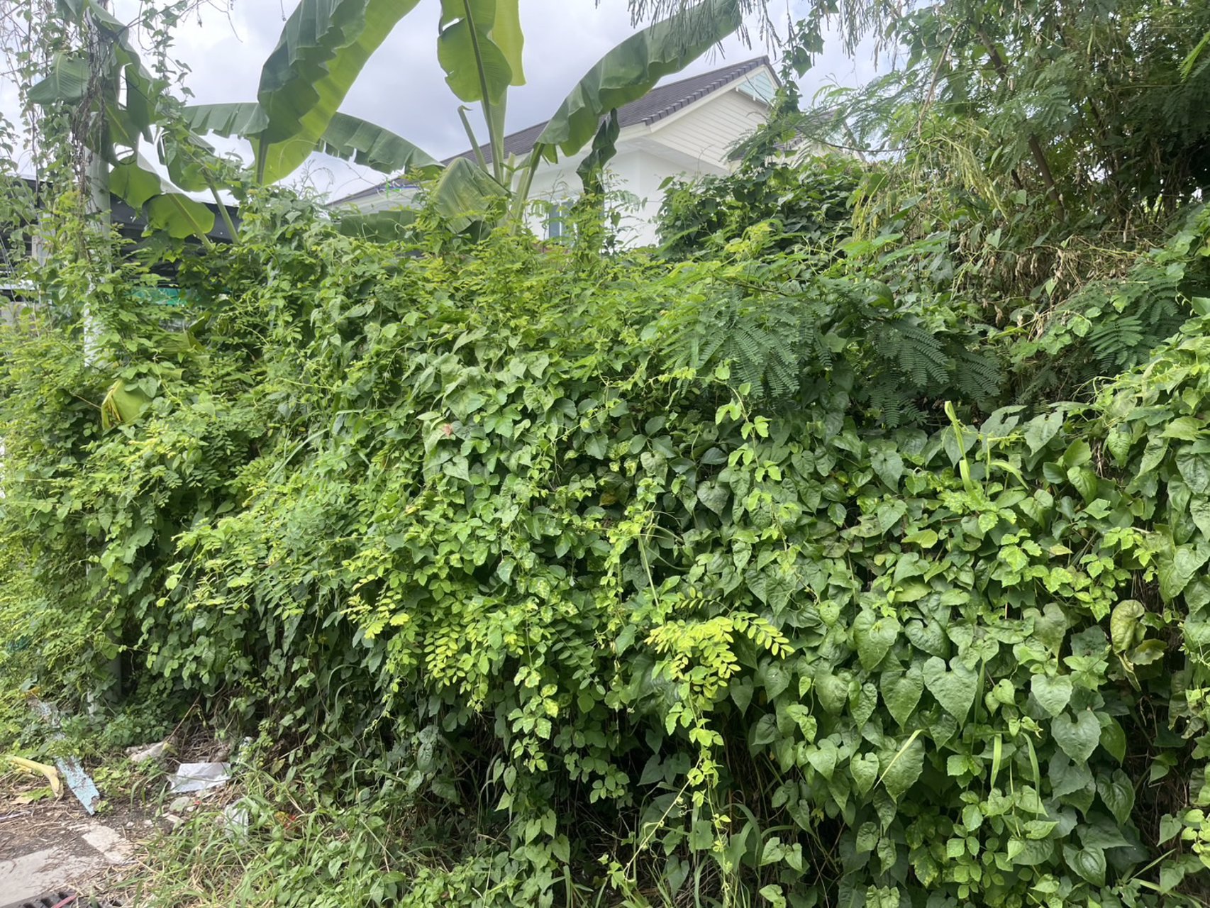 ขายที่ดิน-100-ตารางวา-ตบางศรีเมือง-อเมืองนครนายก-ห่างถนนราชพฤกษ์-110-ม