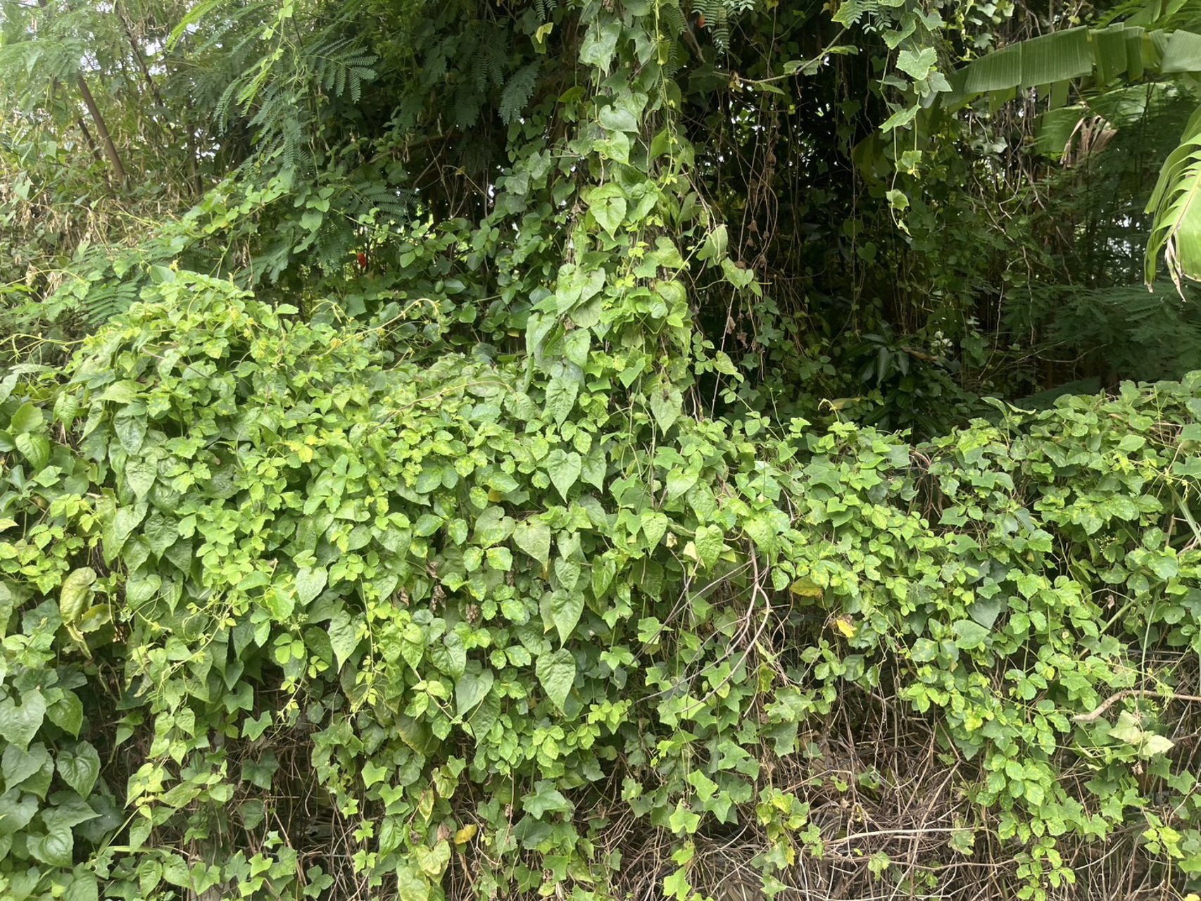 ขายที่ดิน-100-ตารางวา-ตบางศรีเมือง-อเมืองนครนายก-ห่างถนนราชพฤกษ์-110-ม