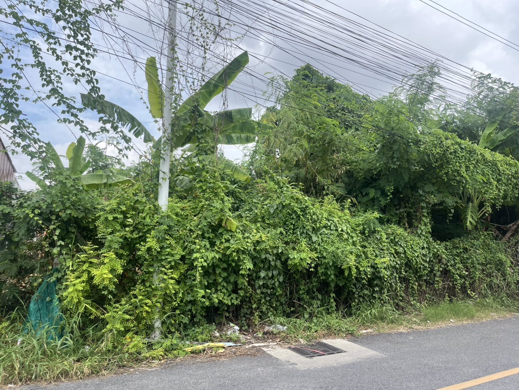 ขายที่ดิน-100-ตารางวา-ตบางศรีเมือง-อเมืองนครนายก-ห่างถนนราชพฤกษ์-110-ม