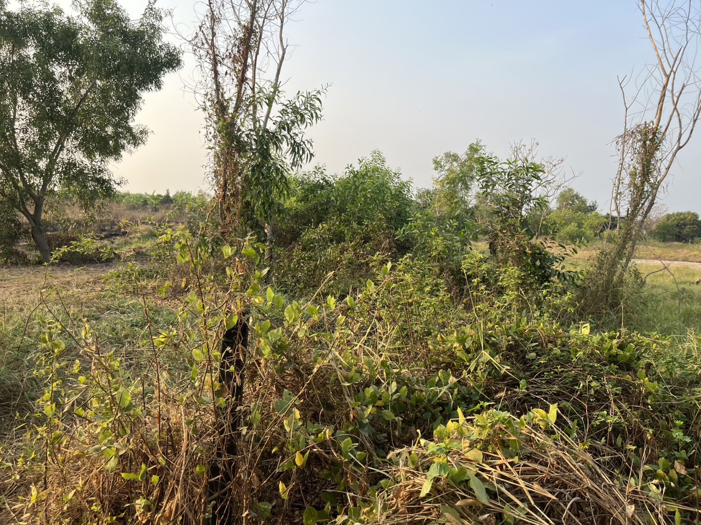 ขายที่ดิน-1-ไร่-มีโฉนด-ครุฑแดง-อเมือง-จนครนายก-ใกล้คาเฟ่-ขาย-720000-บาท