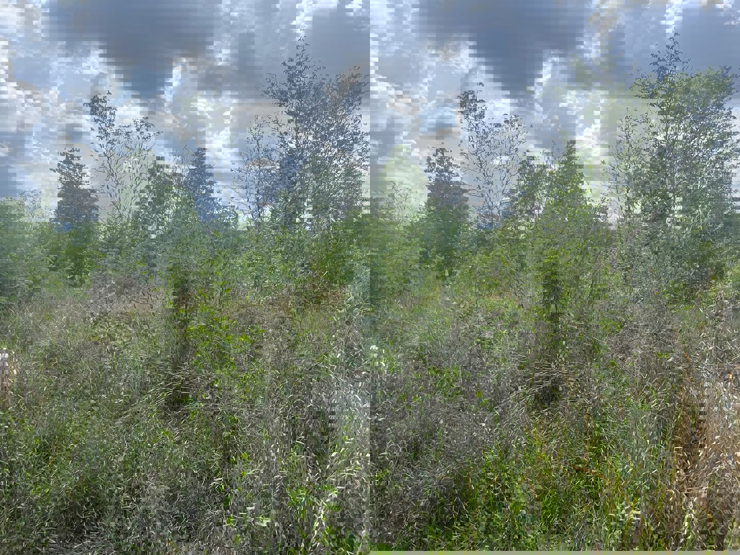 ขายที่ดิน-3-ไร่-321-ตารางวา-ติดถนนลาดยางหลังวัดหลวงพ่อปากแดง-นครนายก-มีโฉนด-ถมแล้ว