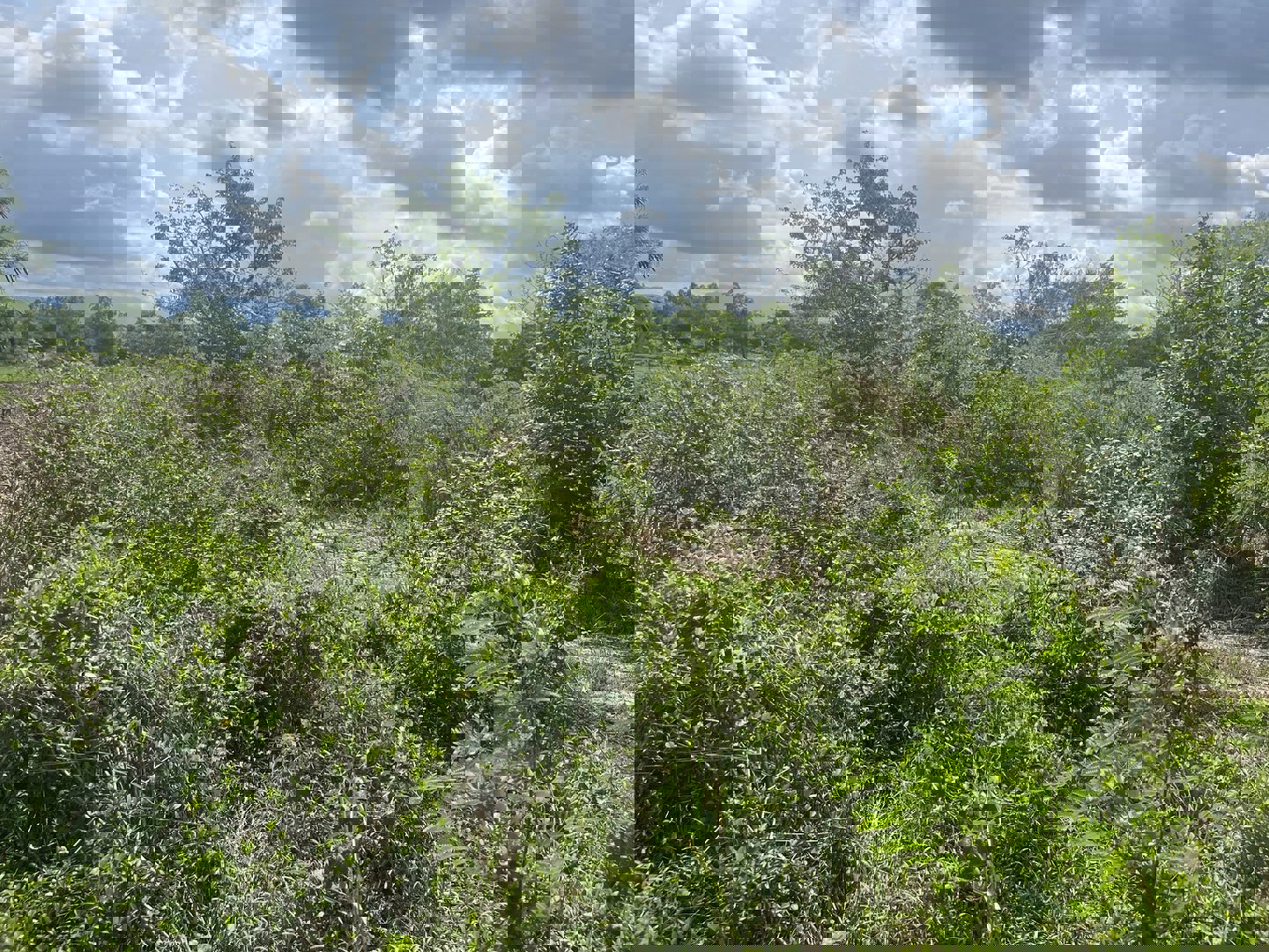 ขายที่ดิน-3-ไร่-321-ตารางวา-ติดถนนลาดยางหลังวัดหลวงพ่อปากแดง-นครนายก-มีโฉนด-ถมแล้ว