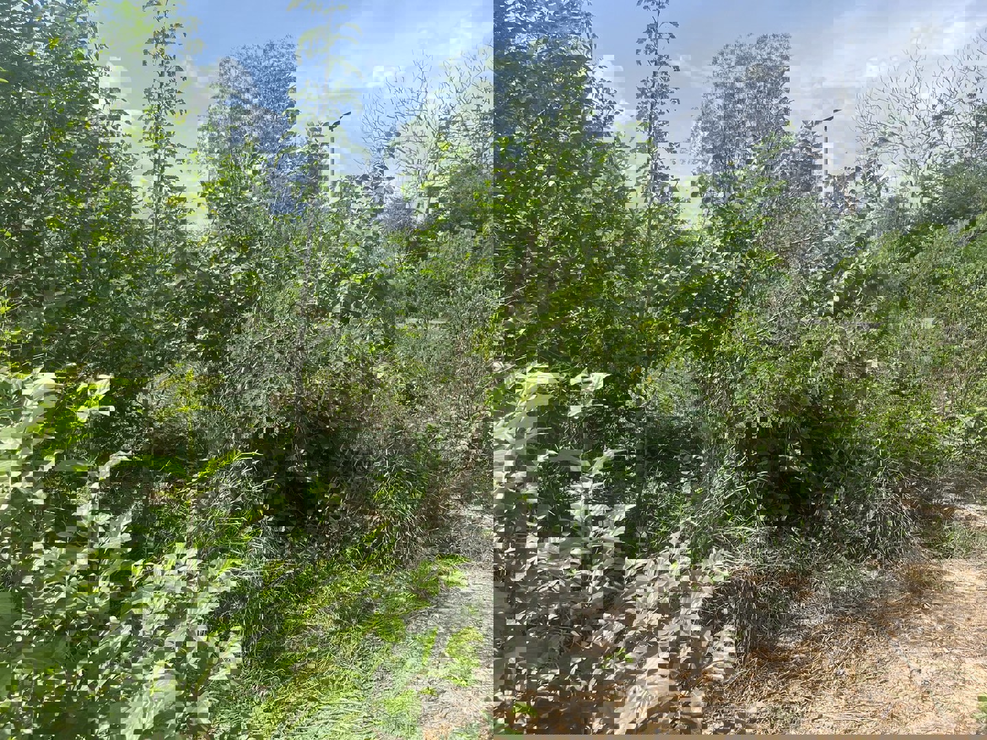 ขายที่ดิน-3-ไร่-321-ตารางวา-ติดถนนลาดยางหลังวัดหลวงพ่อปากแดง-นครนายก-มีโฉนด-ถมแล้ว