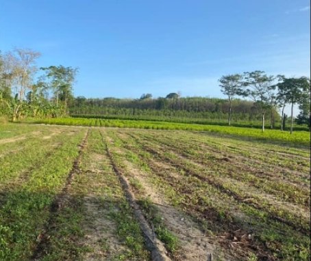 ขายที่ดิน-จำนวน28-ไร่-ที่ดินอยู่ฝั่งตรงข้ามโรงแรมปาล์มอิน-ต้นแซะ-โคกกลอย