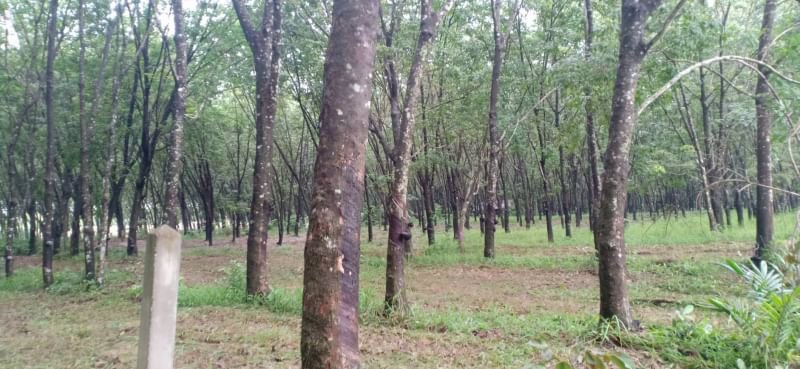 ขายที่สวน-4ไร่-ราคาไร่ละ250000บาท