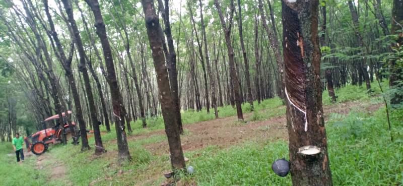 ขายที่สวน-4ไร่-ราคาไร่ละ250000บาท