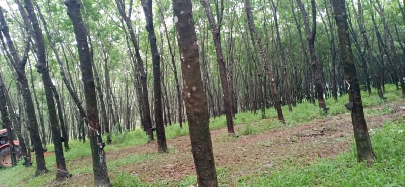 ขายที่สวน-4ไร่-ราคาไร่ละ250000บาท