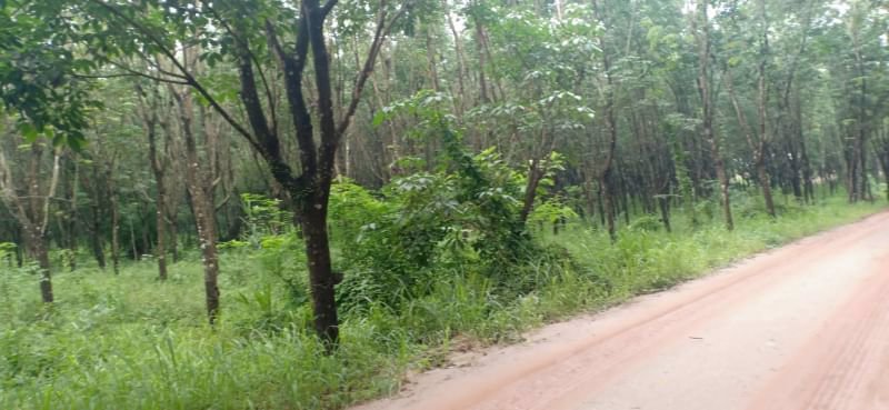 ขายที่สวน-4ไร่-ราคาไร่ละ250000บาท