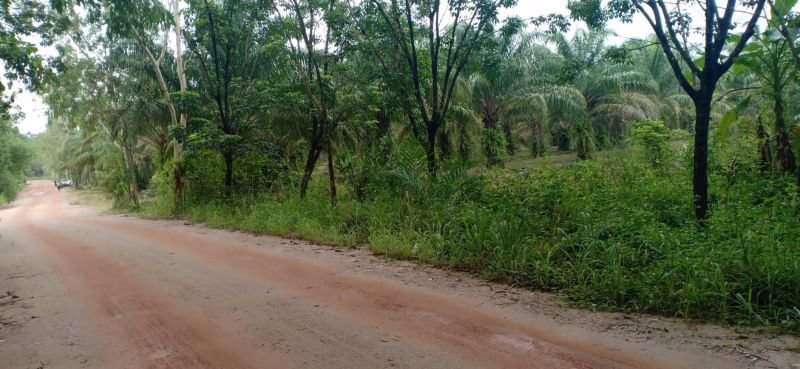 ขายที่สวน-4ไร่-ราคาไร่ละ250000บาท