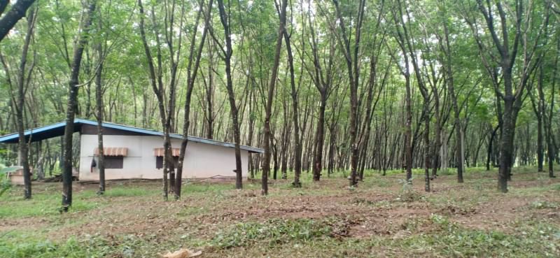 ขายที่สวน-4ไร่-ราคาไร่ละ250000บาท