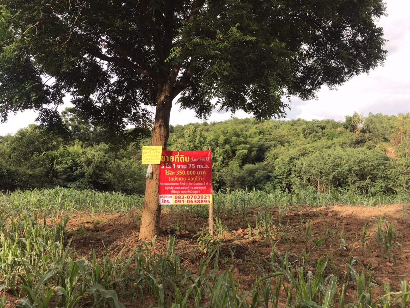 ขายที่ดิน3ไร่-แบ่งขายไร่ละ350000บาท