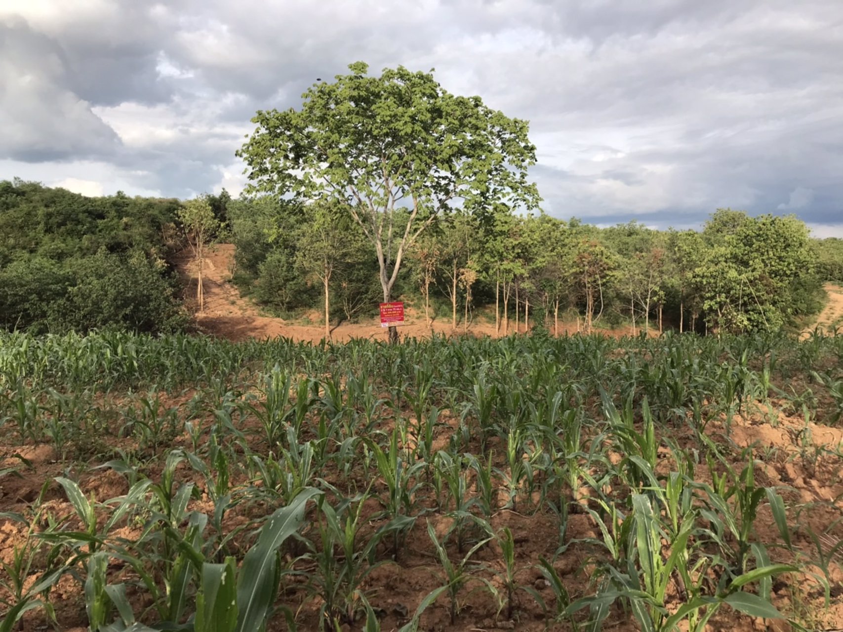 ขายที่ดิน3ไร่-แบ่งขายไร่ละ350000บาท