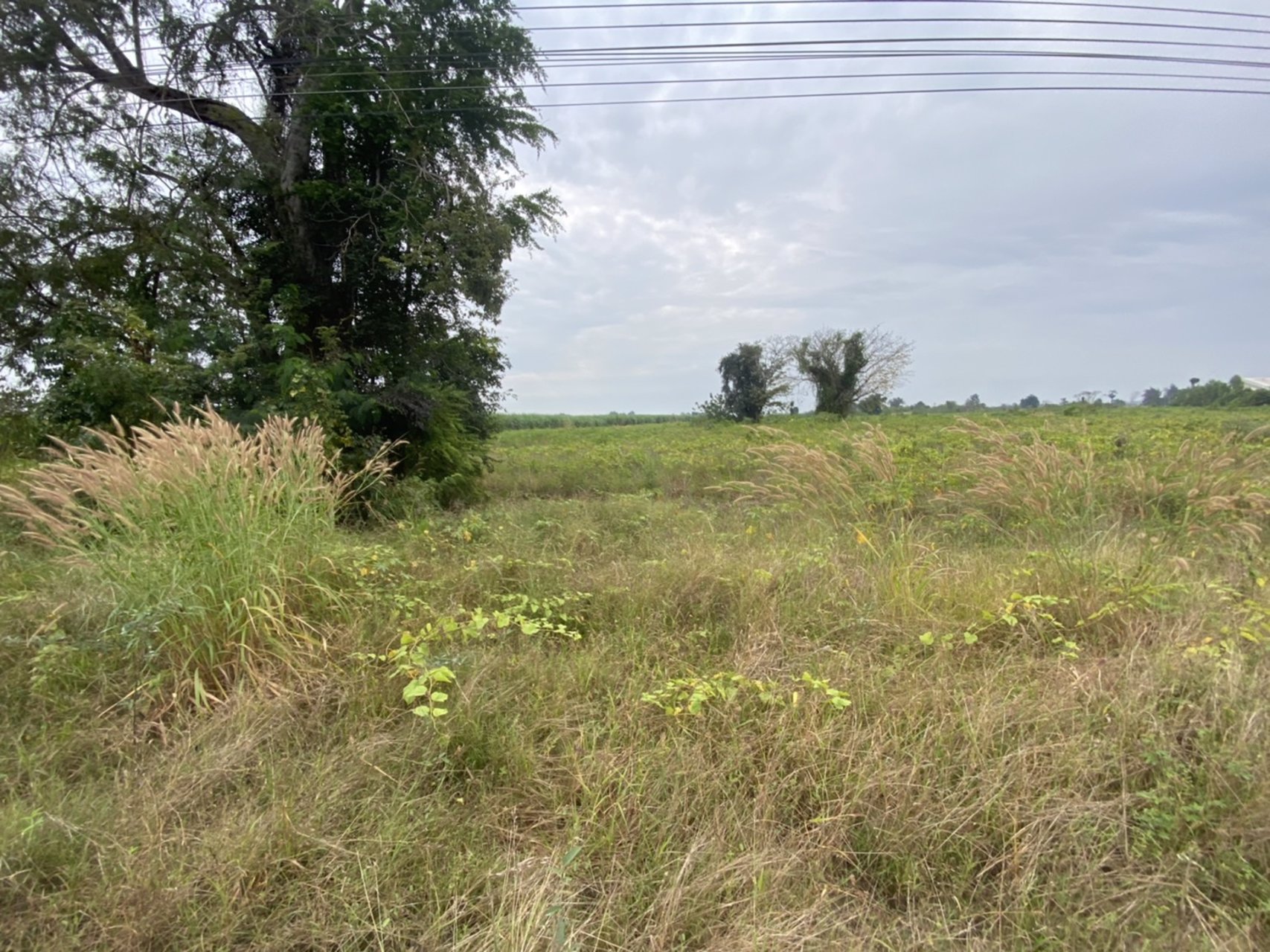 ขายที่ดิน-47ไร่-82-ตารางวา-วัดจริงเกือบ-50ไร่-ติดถนนลาดยาง157เมตร-ไฟฟ้าสามเฟสผ่าน-การคมนาคมสะดวก