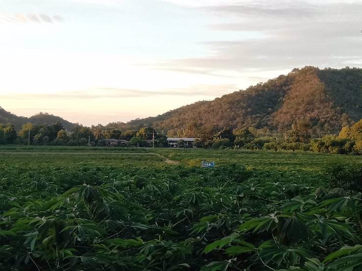 ขายที่ดิน-เนื้อที่-35-ไร่-33-ตารางวา-ที่ดินอยู่ติดถนนลาดยาง-อยู่ในเขตชุมชุนหมู่บ้าน-อยู่ใกล้-ตลา