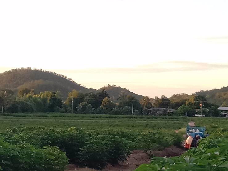 ขายที่ดิน-เนื้อที่-35-ไร่-33-ตารางวา-ที่ดินอยู่ติดถนนลาดยาง-อยู่ในเขตชุมชุนหมู่บ้าน-อยู่ใกล้-ตลา