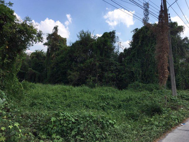 ขายที่ดินเปล่าขนาด-1-ไร่-ทำเลดีมาก-ใกล้อำเภอบ้านนาและถนนใหญ่แค่-50-เมตร-บ้านนา-นครนายก-ติดถนนสาธารณะ