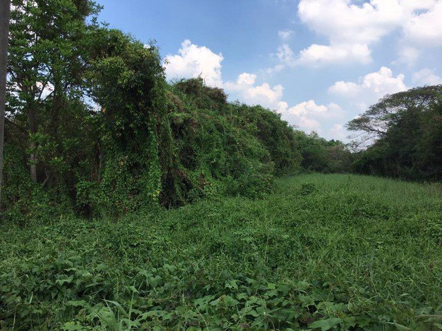 ขายที่ดินเปล่าขนาด-1-ไร่-ทำเลดีมาก-ใกล้อำเภอบ้านนาและถนนใหญ่แค่-50-เมตร-บ้านนา-นครนายก-ติดถนนสาธารณะ