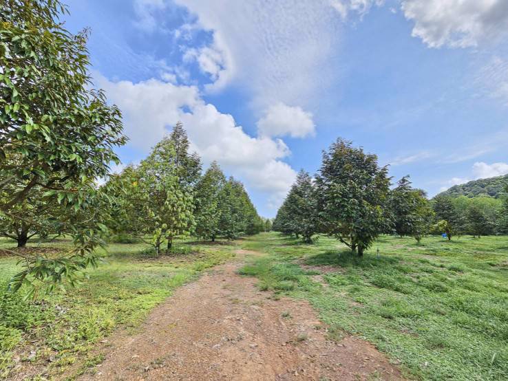 ขายสวนทุเรียน-38-ไร่-ติดถนนสาธารณะ-นายายอาม-จันทบุรี