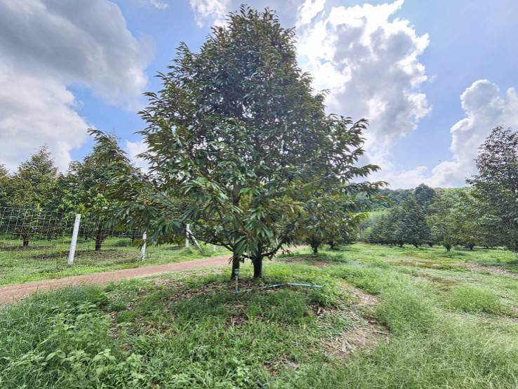 ขายสวนทุเรียน-38-ไร่-ติดถนนสาธารณะ-นายายอาม-จันทบุรี