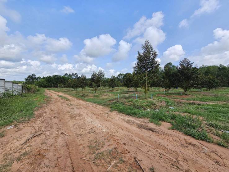 ขายสวนทุเรียน-38-ไร่-ติดถนนสาธารณะ-นายายอาม-จันทบุรี