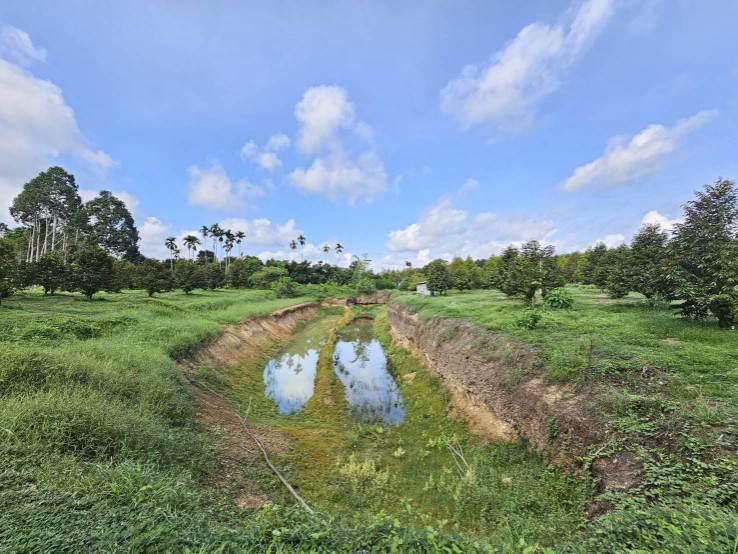 ขายสวนทุเรียน-38-ไร่-ติดถนนสาธารณะ-นายายอาม-จันทบุรี