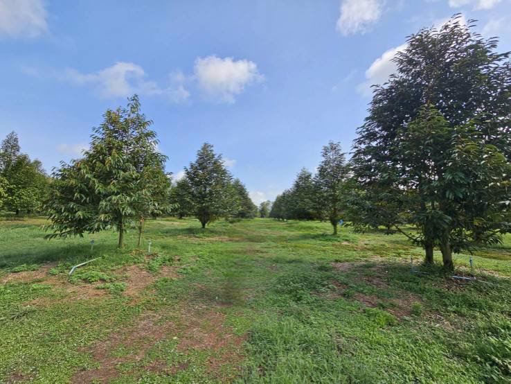 ขายสวนทุเรียน-38-ไร่-ติดถนนสาธารณะ-นายายอาม-จันทบุรี