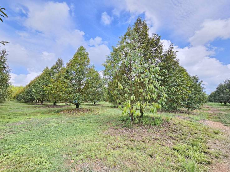 ขายสวนทุเรียน-38-ไร่-ติดถนนสาธารณะ-นายายอาม-จันทบุรี