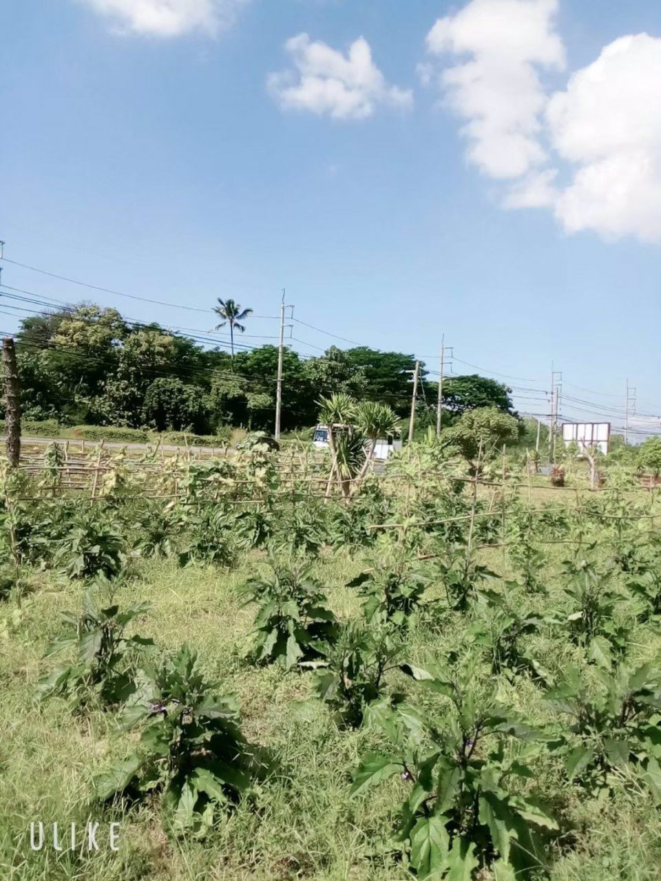 ขายที่ดิน-พื้นที่-8-2-57-ตรว-ราคา-7900000-บาท-พร้อมโอน-พิกัด-อำเภอบ้านโฮ่ง-จังหวัดลำพูน-ติดกับทาง