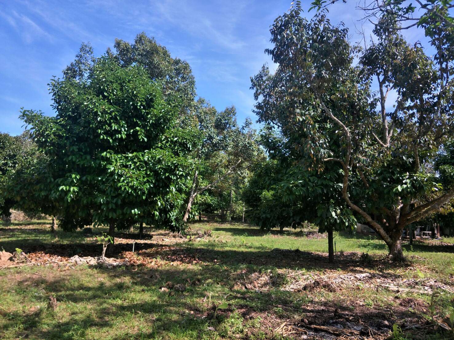 ที่ดินสวนผลไม้-พร้อมบ้าน-เนื้อที่-8-ไร่-อนายายอาม-จันทบุรี