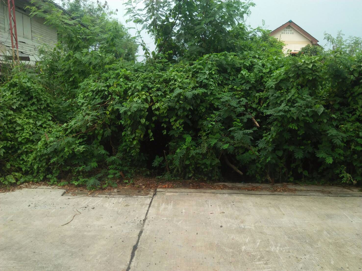 ขายที่ดิน-100-ตรว-ซพหลโยธิน-54-1-แยก-4-32-ซอยเชื้อแก้ว-1-