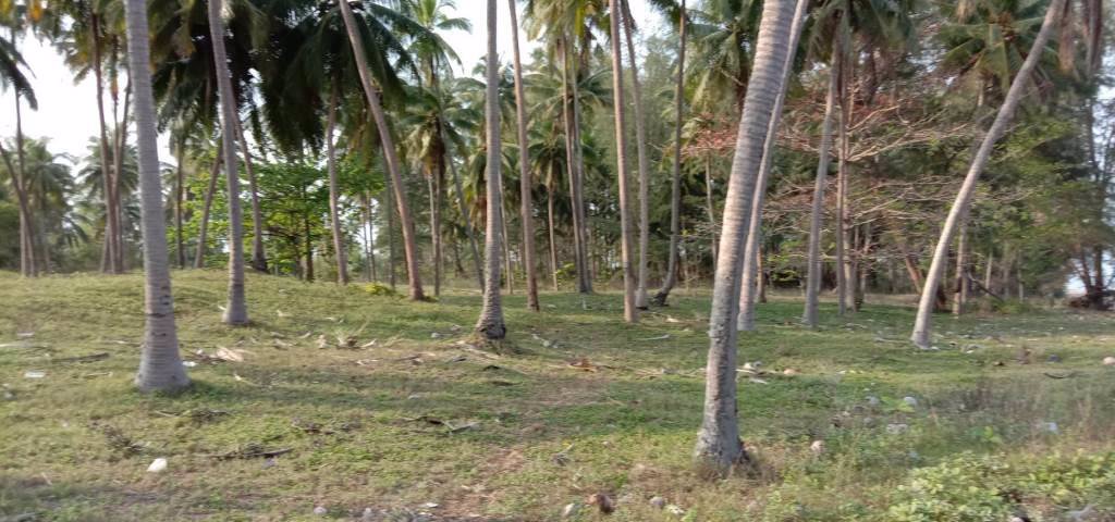 ขายที่ดินติดหาดทะเล-9-ไร่-บางสะพานน้อย-ประจวบฯ-ใกล้เขาทะลุ