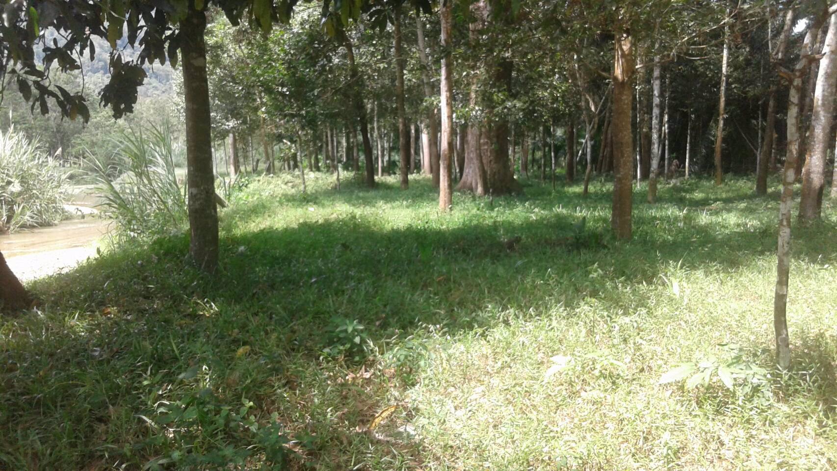 ขายที่ดิน-20-ไร่กว่าๆ-ติดถนนใหญ่-ตลานสกา-อลานสกา-นครศรีธรรมราช