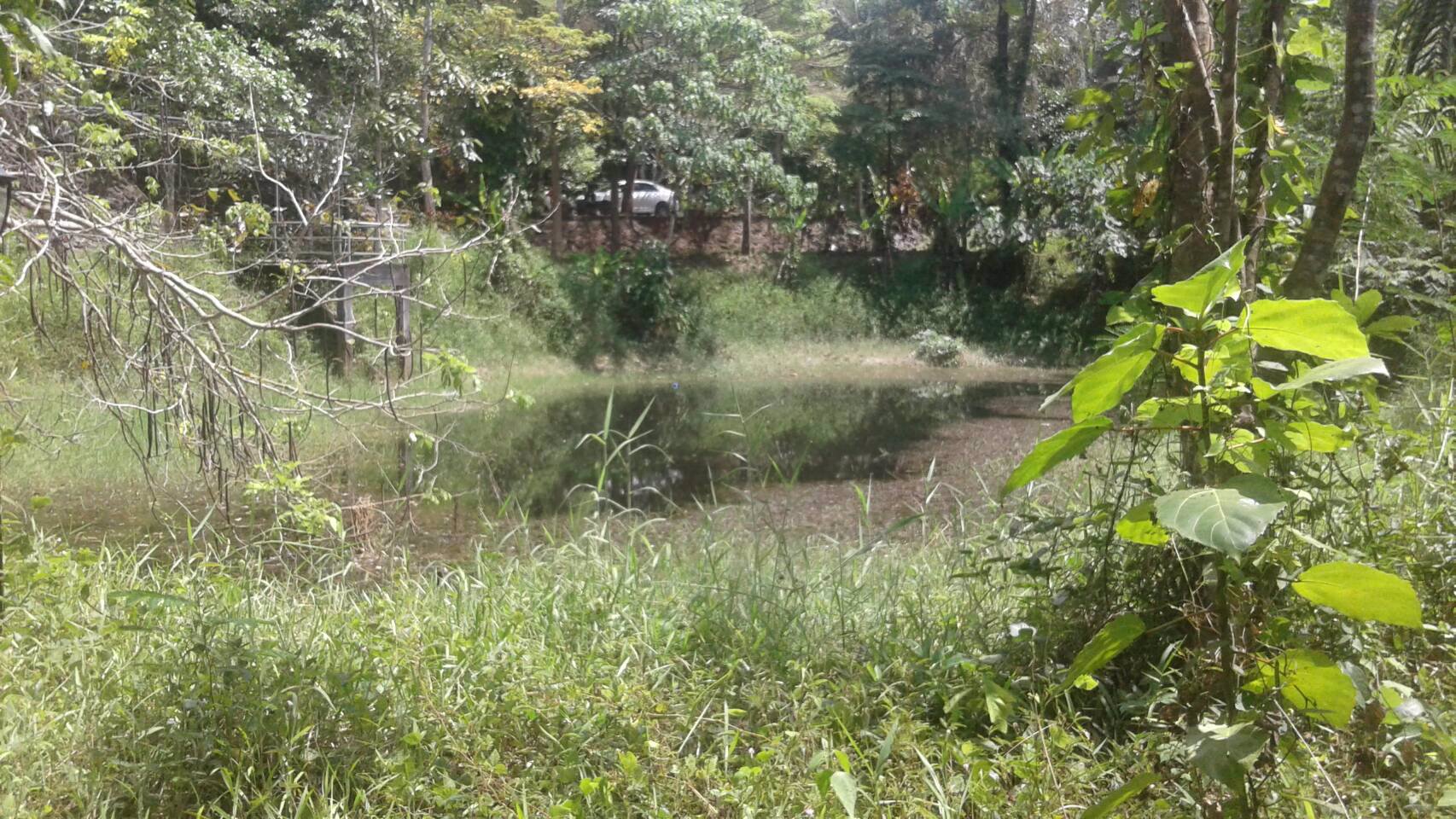 ขายที่ดิน-20-ไร่กว่าๆ-ติดถนนใหญ่-ตลานสกา-อลานสกา-นครศรีธรรมราช