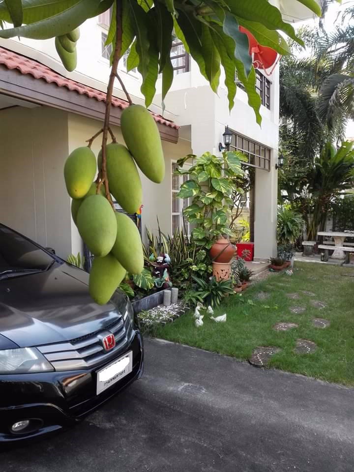 บ้านเดี่ยว-ให้เช่า-ราคาถูก-ปทุมธานี